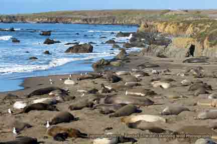 Elephant Seals on beach - San Simeon, CA